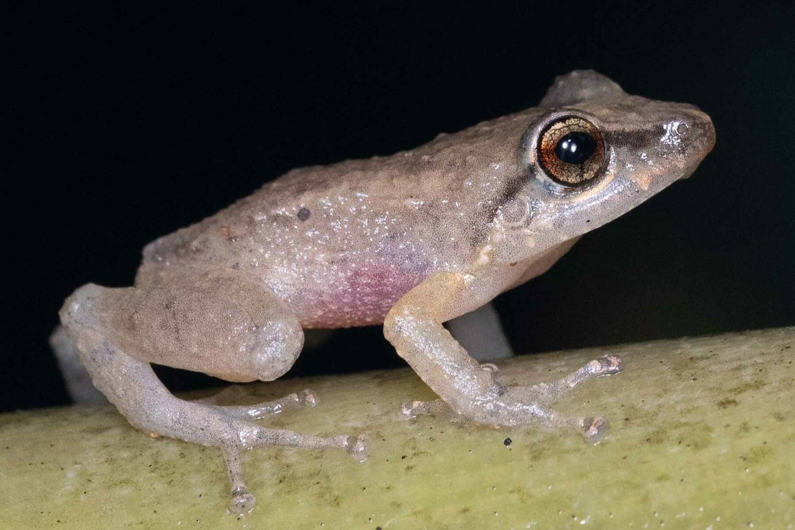 A small brown coqui frog at night